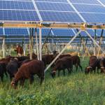 Pecorino fotovoltaico pastore pecore (foto Andrea Zani)