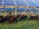 “Stop al consumo di suolo agricolo per impianti fotovoltaici”