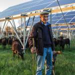 Pecorino fotovoltaico pastore pecore (foto Andrea Zani)