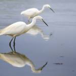 Avifauna - Garzetta (Egretta garzetta) - Foto di Luca Filidei Avifauna Garzetta Egretta garzetta Foto di Luca Filidei