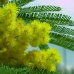 MIMOSA