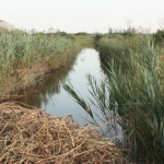canale lago massaciuccoli padule (foto Marco Pomella)