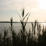 lago massaciuccoli (foto Marco Pomella)