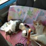 gatti