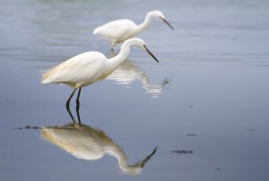 Un concorso per le immagini del calendario 2015 del Parco di San Rossore: “Uomo e biosfera” il tema