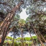 pineta viareggio (foto Andrea Zani)