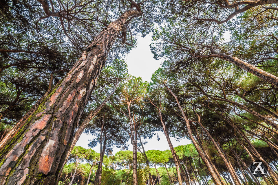 Ladri di pigne e pinoli nel parco