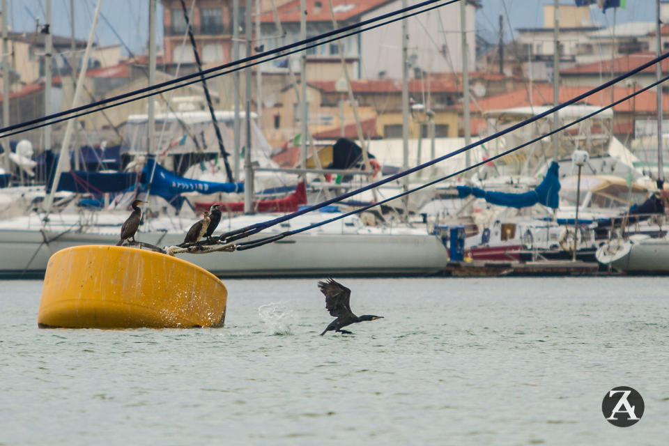 Viareggio Porto, Dinelli replica a Romeo: “Da voi mai arrivate proposte”