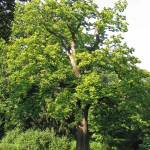 Edelkastanie_(Castanea_sativa)_1 Edelkastanie Castanea sativa 1