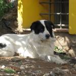 tommy cane IMG 0684