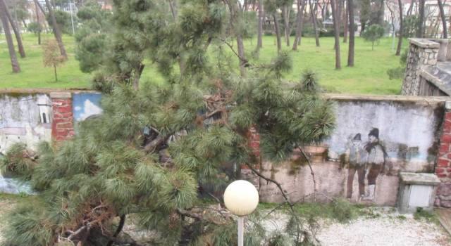Il vento forte mette in ginocchio la Versilia, caduti numerosi pini vicino allo stadio di Viareggio