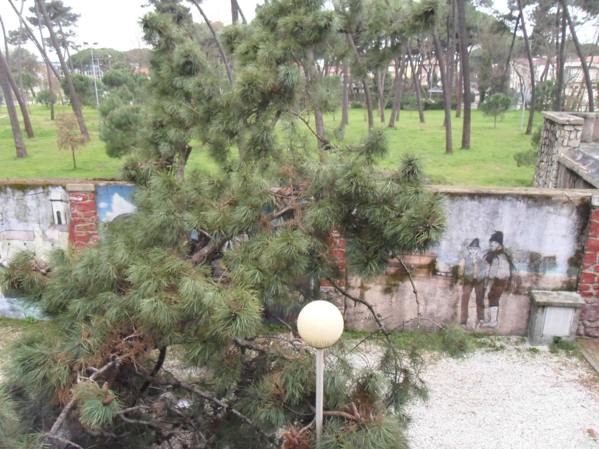 Il vento forte mette in ginocchio la Versilia, caduti numerosi pini vicino allo stadio di Viareggio