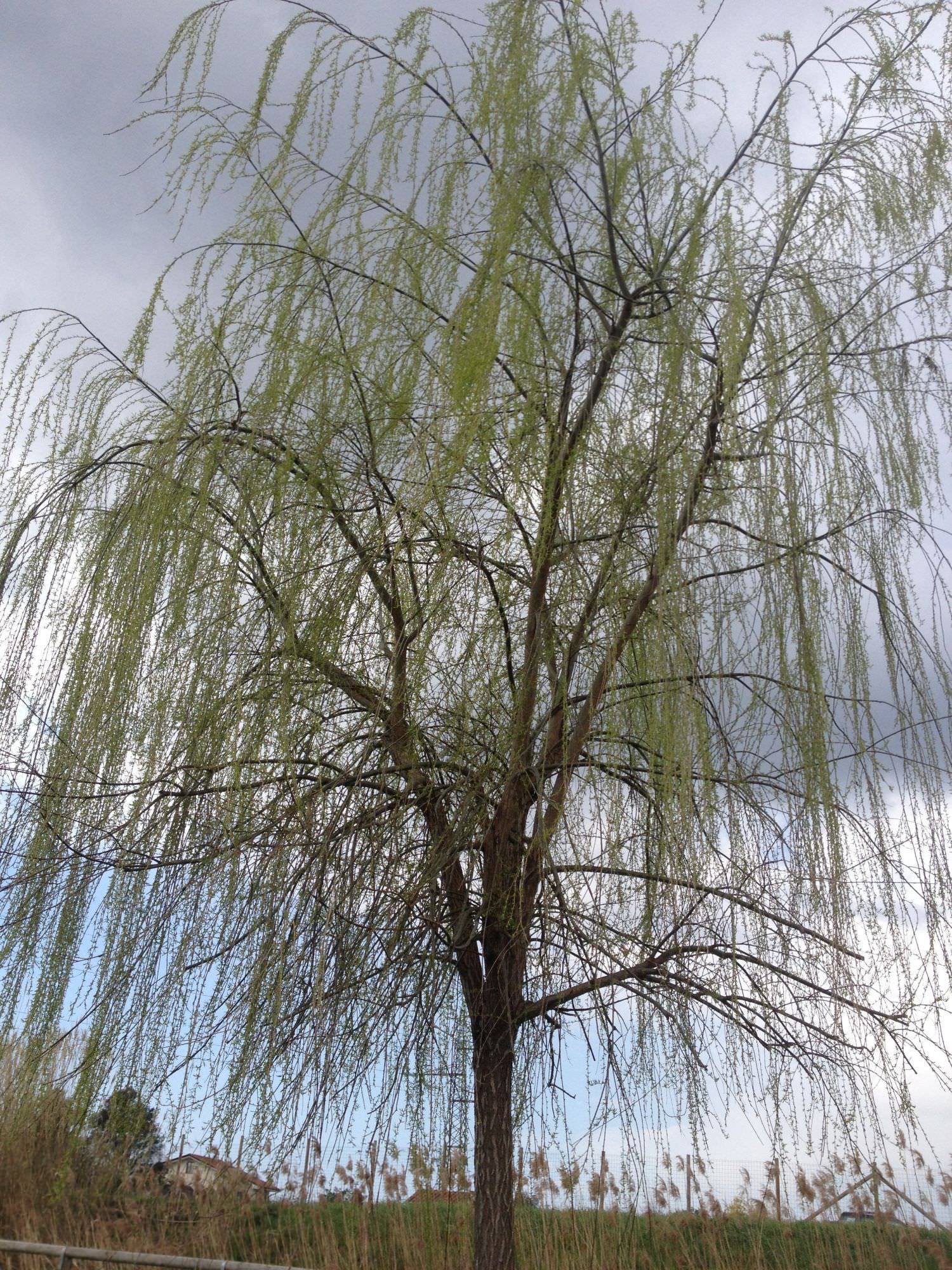 “Quell’albero è crollato da settimane, rimuovetelo”. Appello dal Varignano