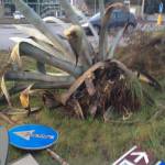 foto agave e1363184996861