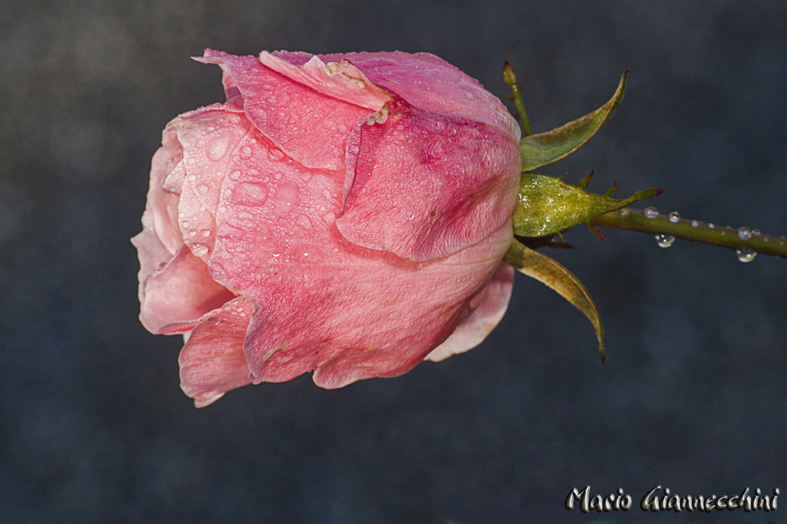 Accerchiano un venditore di rose per derubarlo. Un uomo lo difende e finisce in ospedale