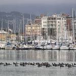 viareggio mare panoramica (foto Mario Giannecchini)