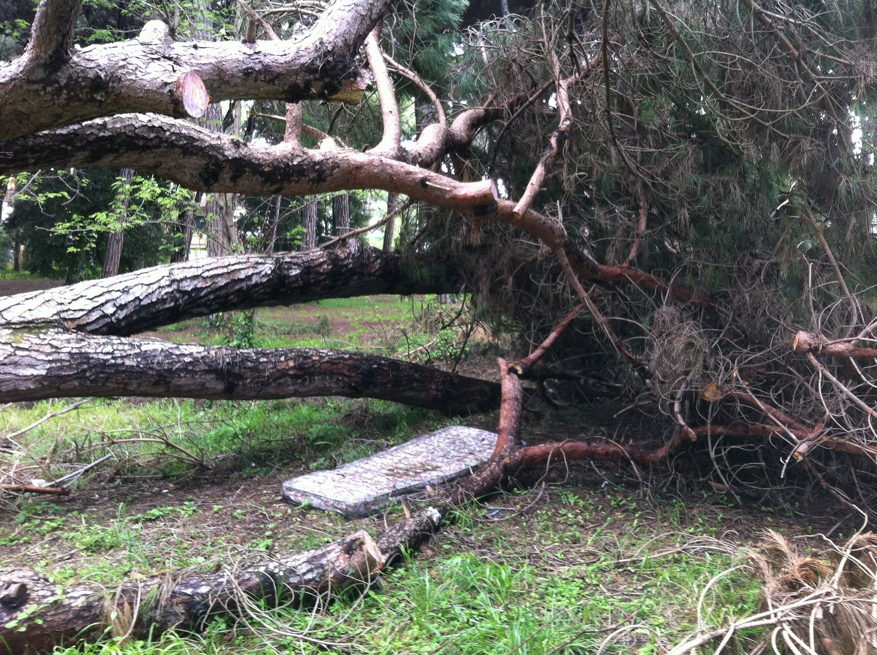 Taglio degli alberi pericolanti, a breve 46mila euro a disposizione del Comune