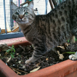 gatto gatti (foto Pomella)