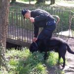 carabinieri cani