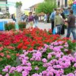 pietrasanta marina in fiore