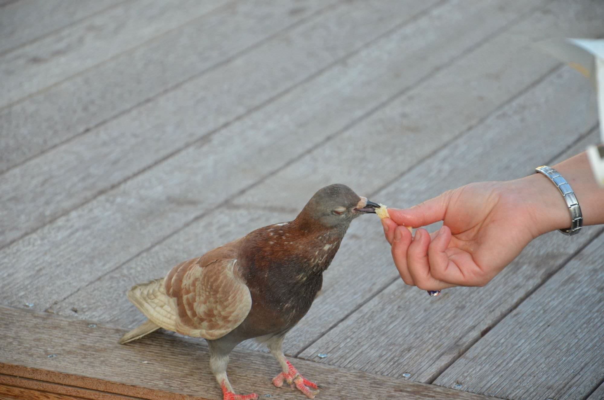 Pietrasanta dichiara guerra ai piccioni