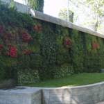 CARMAZZI VERDE ARCHITETTONICO