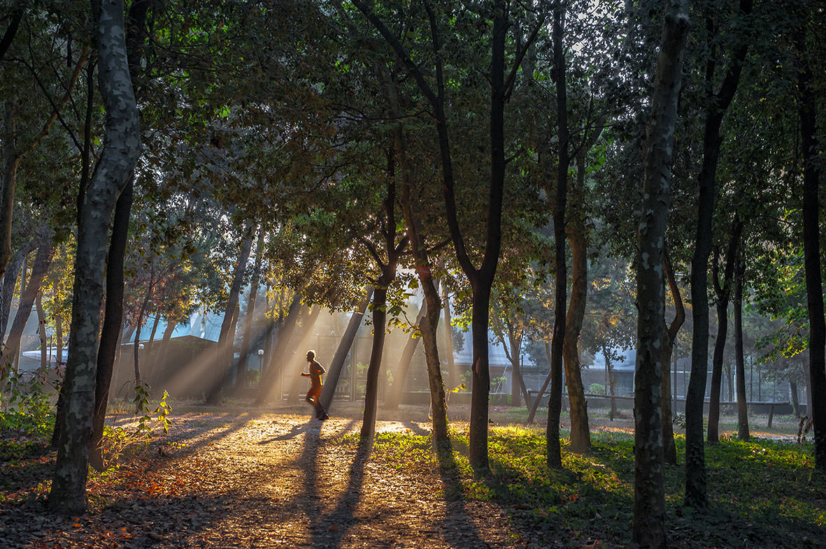 A Villa Borbone si discute del futuro delle pinete di Viareggio