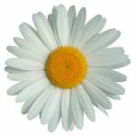 FESTA DI PRIMAVERA