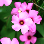 fiori fiore (foto Marco Pomella)