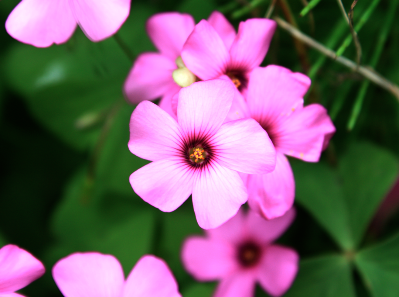 Il Giardino d’inverno arriva a primavera