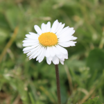 margherita - fiore - fiori (foto Marco Pomella)