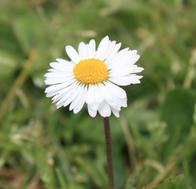 FIORI E GINESTRE IN MOSTRA A MASSAROSA