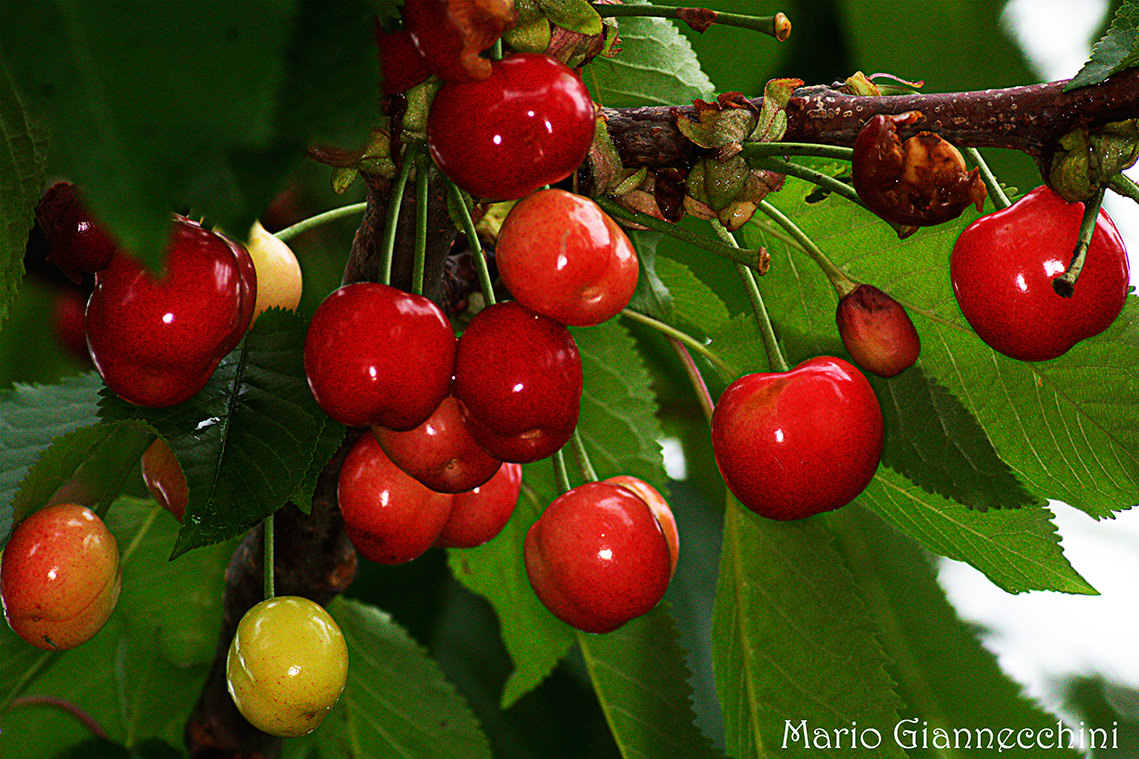 Piante da frutto per il giardino della scuola primaria “Barsottini”