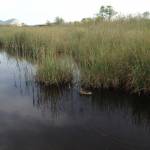 oasi lipu - lago - massaciuccoli - anatra (foto Marco Pomella)