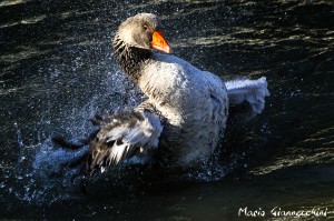 foto Mario Giannecchini