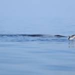 balena, ondina, balenottera, delfino (foto CETUS)
