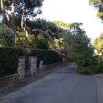 albero caduto foto1