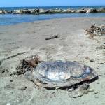 tartaruga
