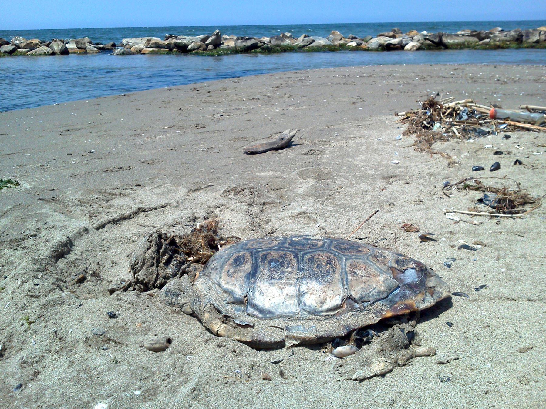 Una grossa tartaruga marina trovata morta sulla spiaggia della Lecciona