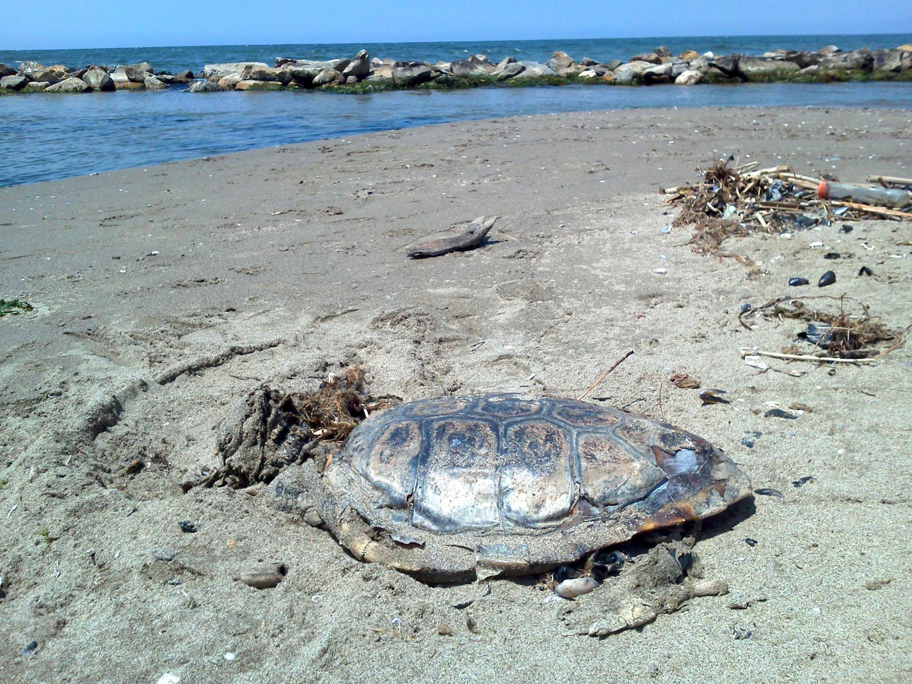 TRE CARCASSE DI TARTARUGHE MARINE SPIAGGIATA SULLA COSA DI SAN ROSSORE: È ALLARME