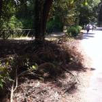 viale kennedy