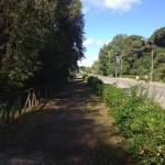 viale kennedy torre del lago pineta