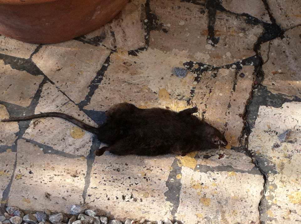 Casa invasa dai topi da anni: la colpa una discarica vicina a cielo aperto