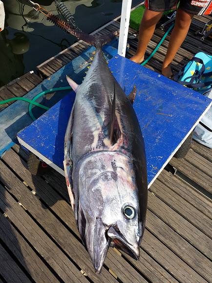Un tonno da 50 kg pescato nei mari di Viareggio