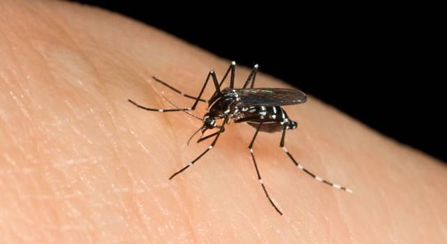 Burioni: &#8220;Le zanzare non trasmettono il Coronavirus&#8221;: Sea attiva comunque la disinfestazione