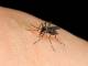 La lotta alle zanzare? Cittadini e amministra​zioni devono collaborar​e