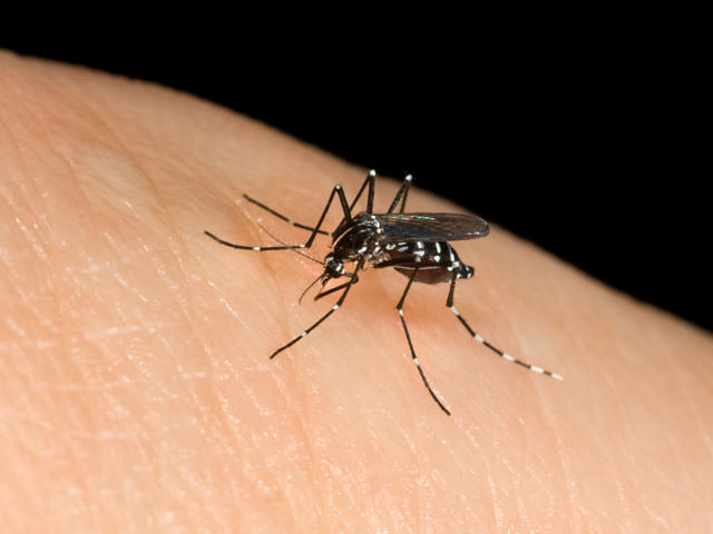 Burioni: “Le zanzare non trasmettono il Coronavirus”: Sea attiva comunque la disinfestazione