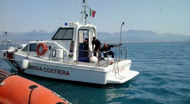 Viareggio, un esemplare di testuggine soccorsa in mare dalla Guardia Costiera