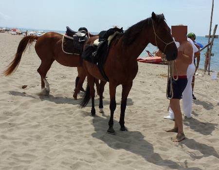Cavalli, altalene e venditori abusivi: sequestri e multe in spiaggia a Viareggio