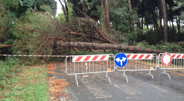 Maltempo, 134 alberi caduti nelle due pinete di Viareggio